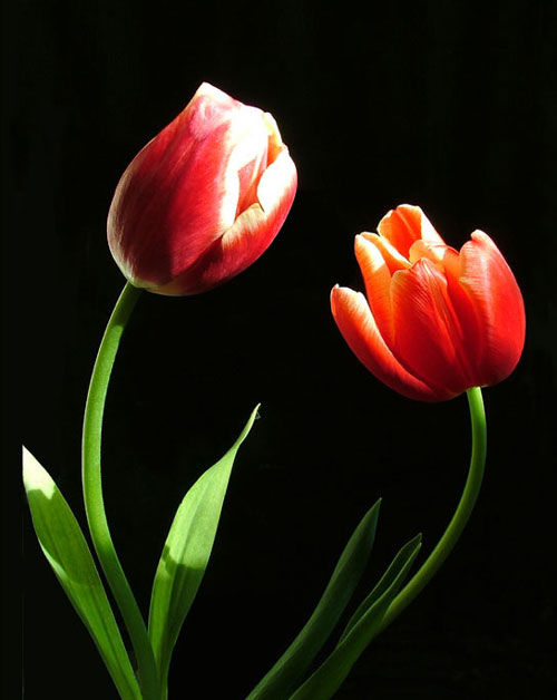 ¡˲䣡(ͼ) - һ - һ