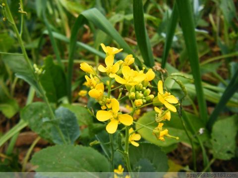 百花竞放油菜 - 一起过,健康网络生活 - 一起过 百花竞放油菜 - 一起过,健康网络生活 - 一起过
