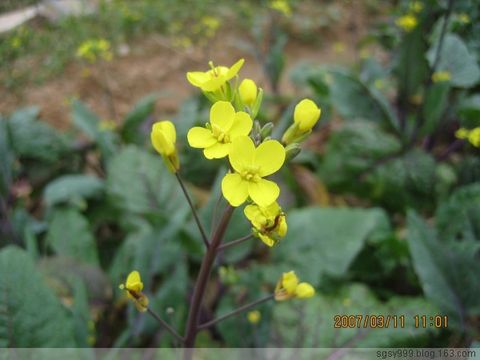 百花竞放油菜 - 一起过,健康网络生活 - 一起过 百花竞放油菜 - 一起过,健康网络生活 - 一起过