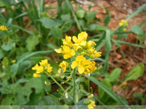 百花竞放油菜 - 一起过,健康网络生活 - 一起过 百花竞放油菜 - 一起过,健康网络生活 - 一起过