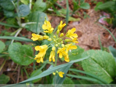 百花竞放油菜 - 一起过,健康网络生活 - 一起过 百花竞放油菜 - 一起过,健康网络生活 - 一起过