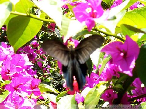 ԭ ϼţ滨ݣͼ - گ - گ꿤β__ŷ