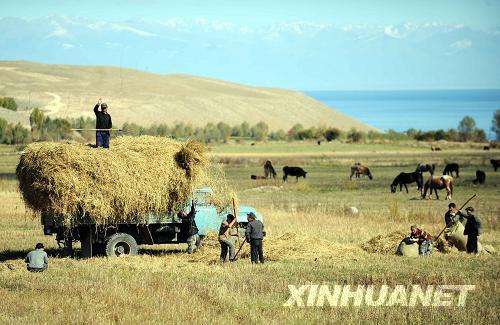 这是10月18日在吉尔吉斯斯坦伊塞克湖州境内拍摄的人们在伊塞克湖边的田间劳作。