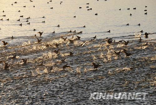 10月18日,在吉尔吉斯斯坦伊塞克湖州巴雷克齐(伊塞克湖源头,意为“渔夫”),水鸟栖息在伊塞克湖中。
