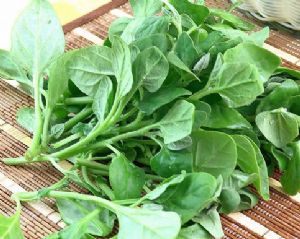 16ܽѪǵ߲ - ɺ - ɺ̻ӭѽָ!!