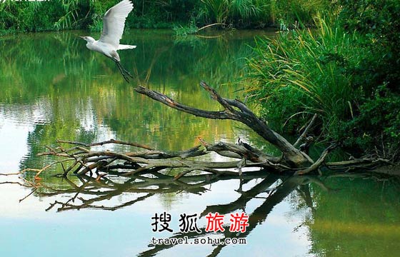 凑世博热闹、尝春笋、西溪看鸟