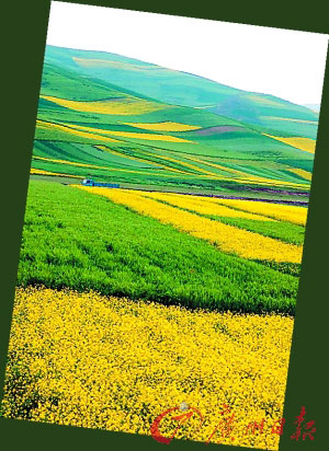 门源花海 门源花海