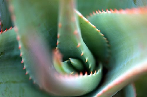 葱翠的芦荟 葱翠的芦荟