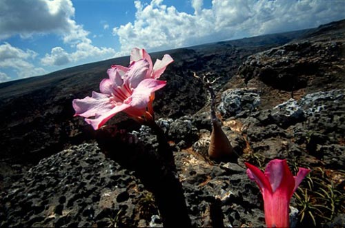 沙漠玫瑰树 沙漠玫瑰树