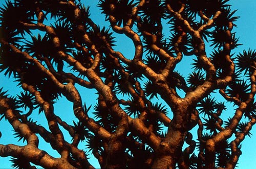 岛上植物 岛上植物