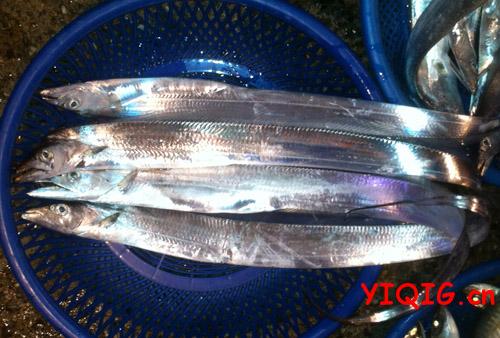 带鱼的鱼鳞能吃吗 带鱼鳞的营养价值