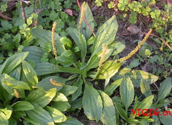 输卵管炎的危害 食疗方法推荐