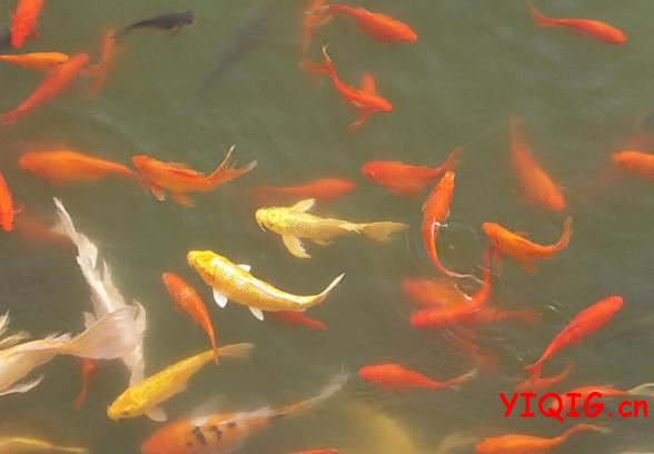 帮助产后妈妈滋补身体的食物及其功效