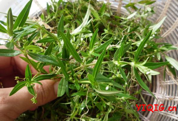 白花蛇舌草的相关知识介绍