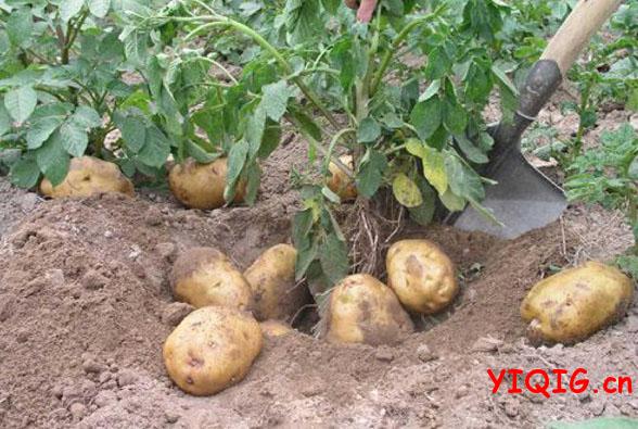 健脾的食物有哪些推荐