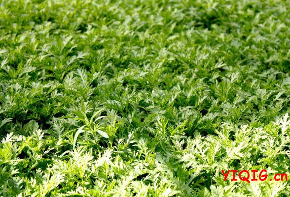 茼蒿的功效及做法介绍