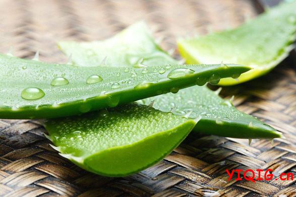 芦荟胶的功效作用及用法介绍