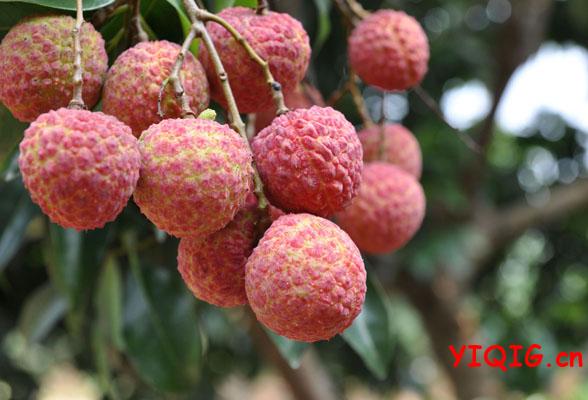 男人补品有哪些 功效介绍