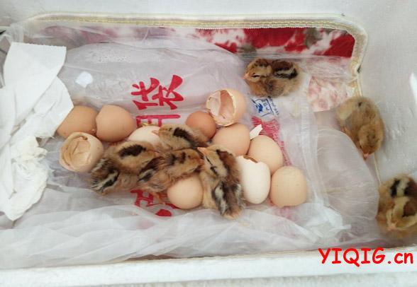 第二天早上出壳6只