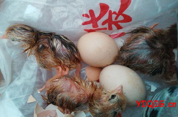 第二天下午最后3只出壳,剩下的两个没有发育的,扔了