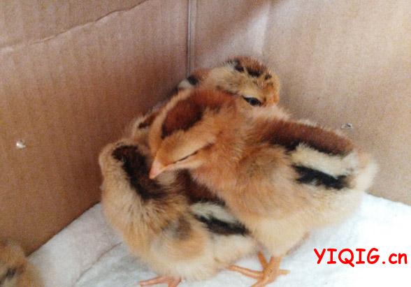 出壳两天后的状态