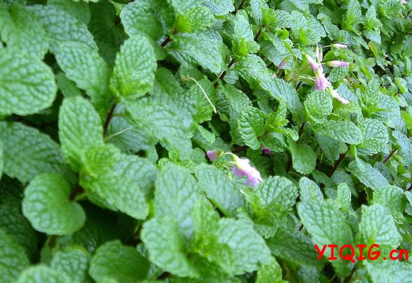 食用野菜的禁忌 可以吃的野菜有哪些