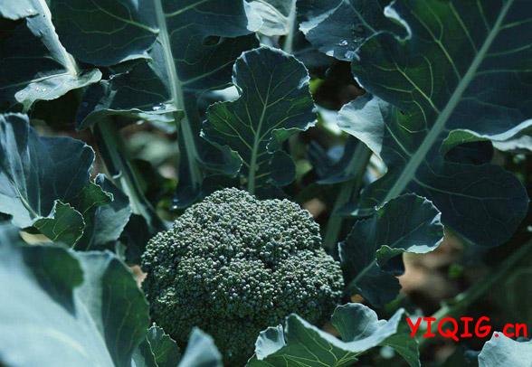 有益关节健康 缓解关节疼痛的食物